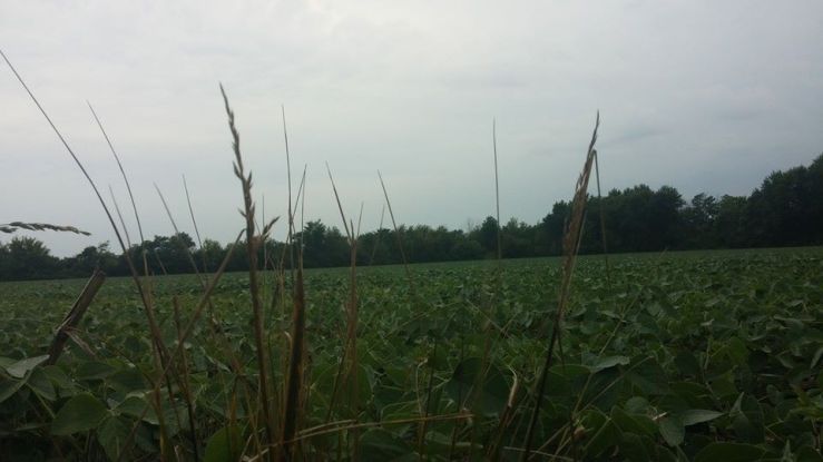 10557176_10102367768669522_1497350518623200546_n